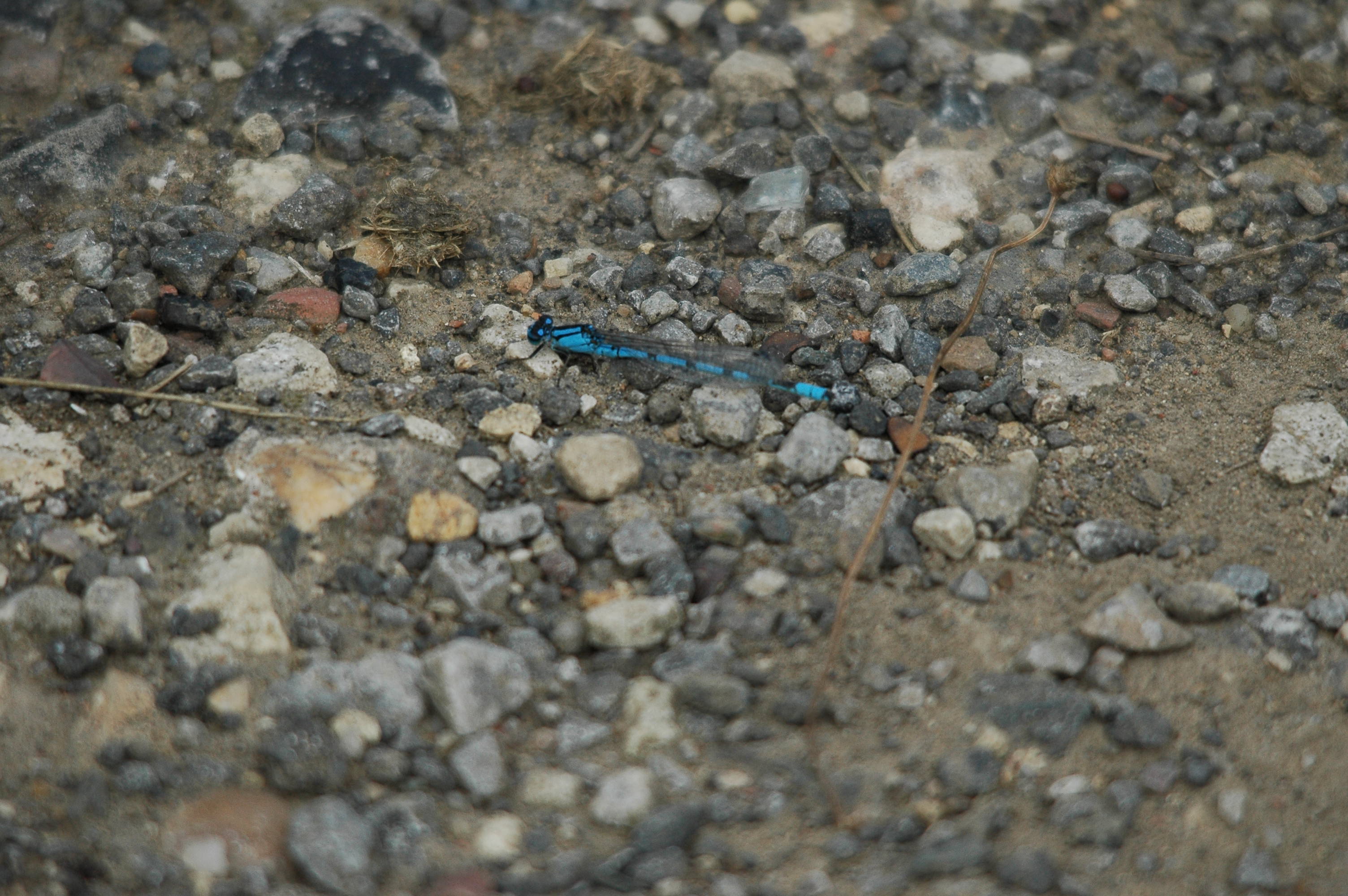 photos/wildlife/Invertebrate_Species/Dragonflies/Common Blue Damselfy/dsc_2855.jpg
